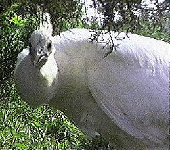 [Photograph of a 
White peacock's head]